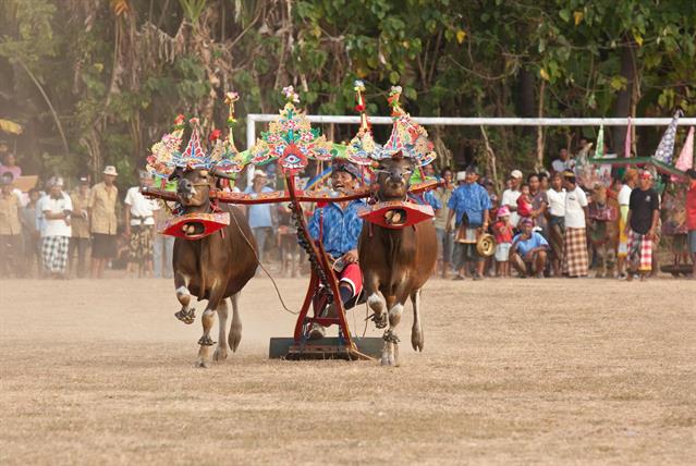 Sapi Gerumbungan. Balinese style bull race. Nicht die Geschwindigkeit, sondern die Schönheit wird an diesem Rennen bewertet.
